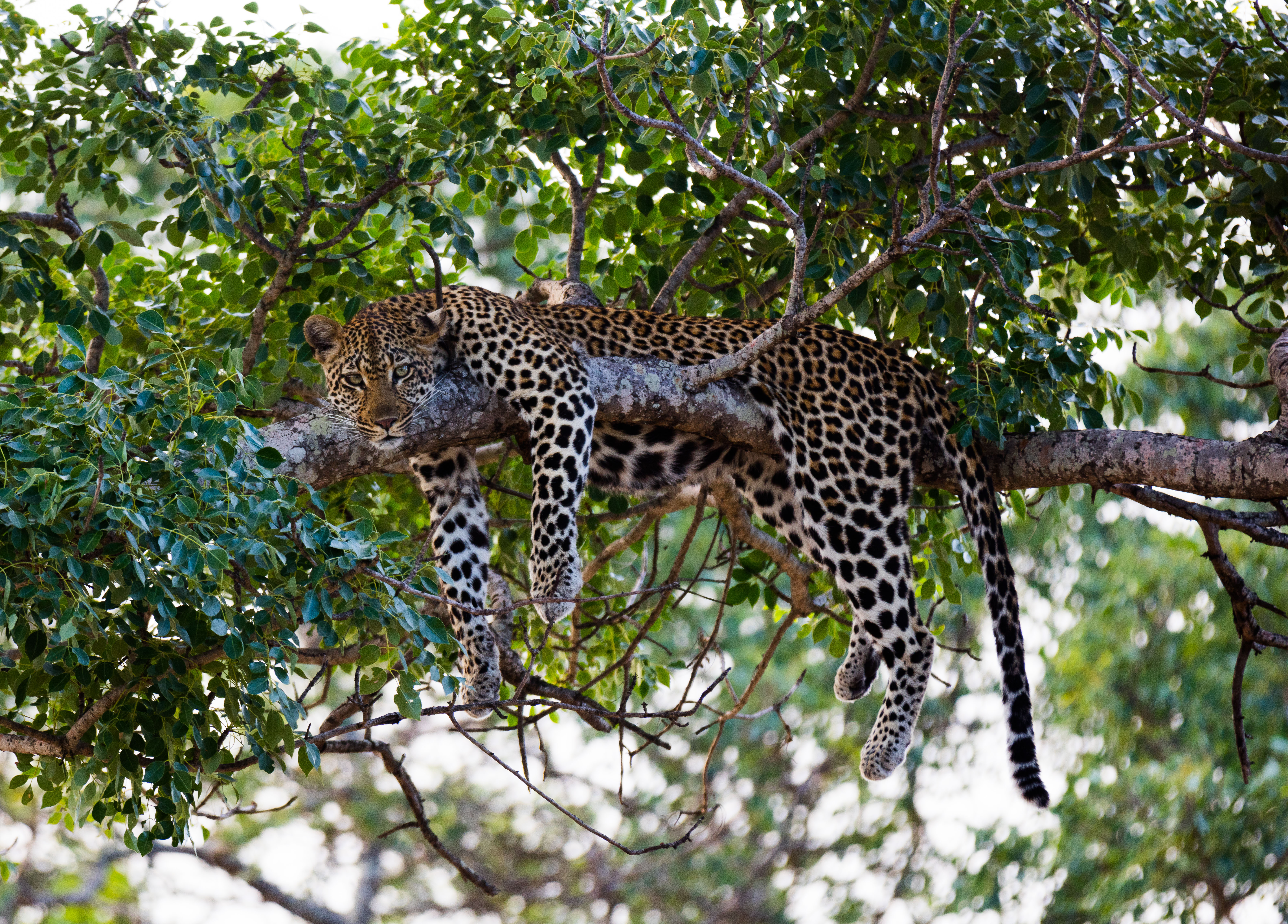 Photograph the Big 5 at the Sabi Sabi Game Reserve