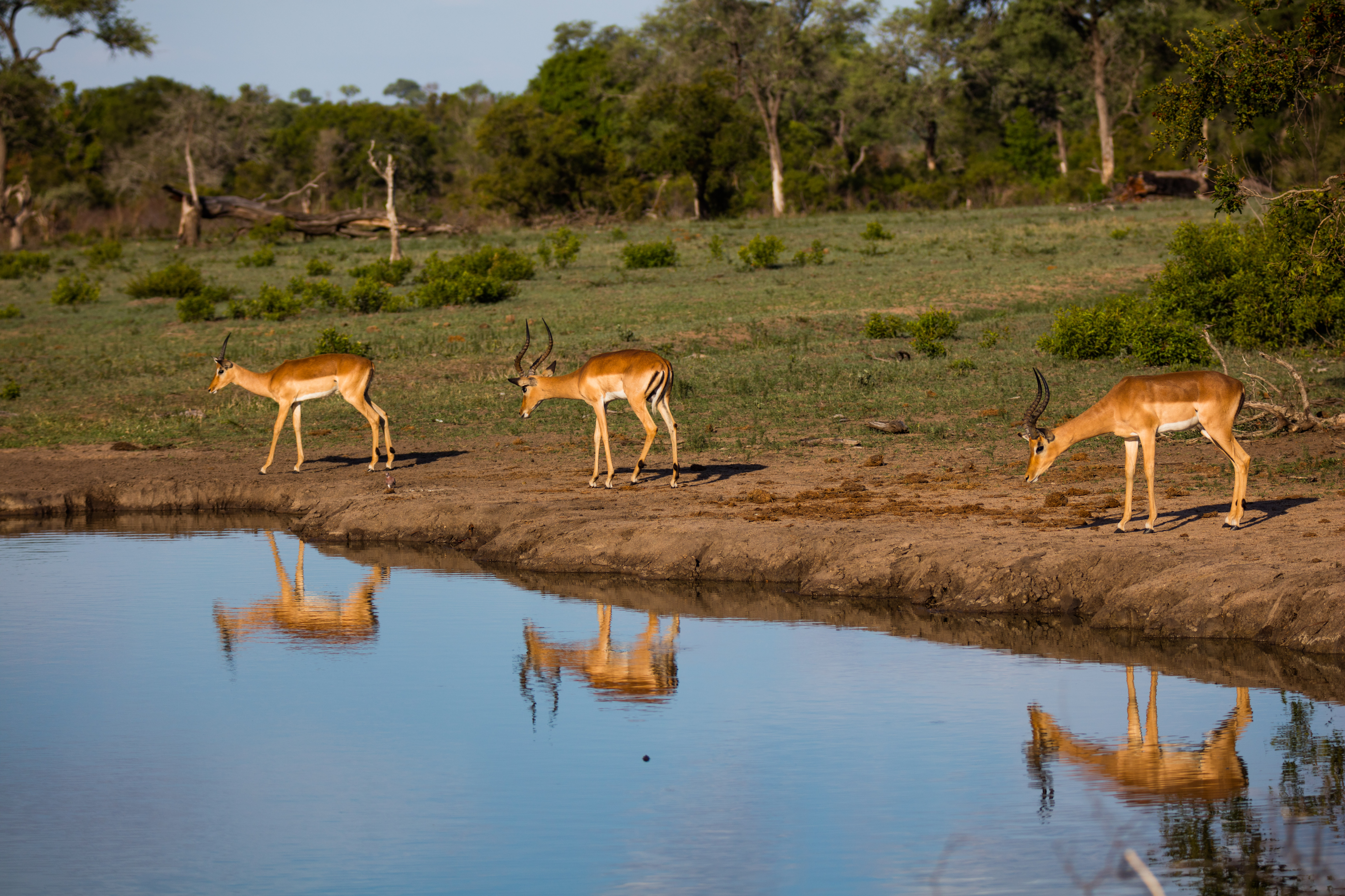 Photograph the Big 5 at the Sabi Sabi Game Reserve