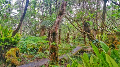 Hike the Pihea & Alaka'i Swamp Trail