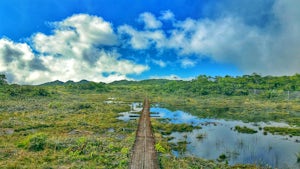 Hike the Pihea & Alaka'i Swamp Trail