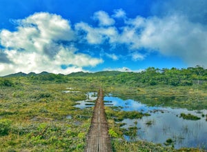 Hike the Pihea & Alaka'i Swamp Trail