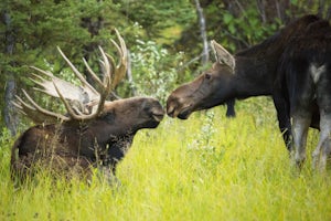 12 Adventures With Amazing Wildlife