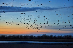 Photograph the Annual Sandhill Crane Migration