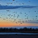 Photograph the Annual Sandhill Crane Migration