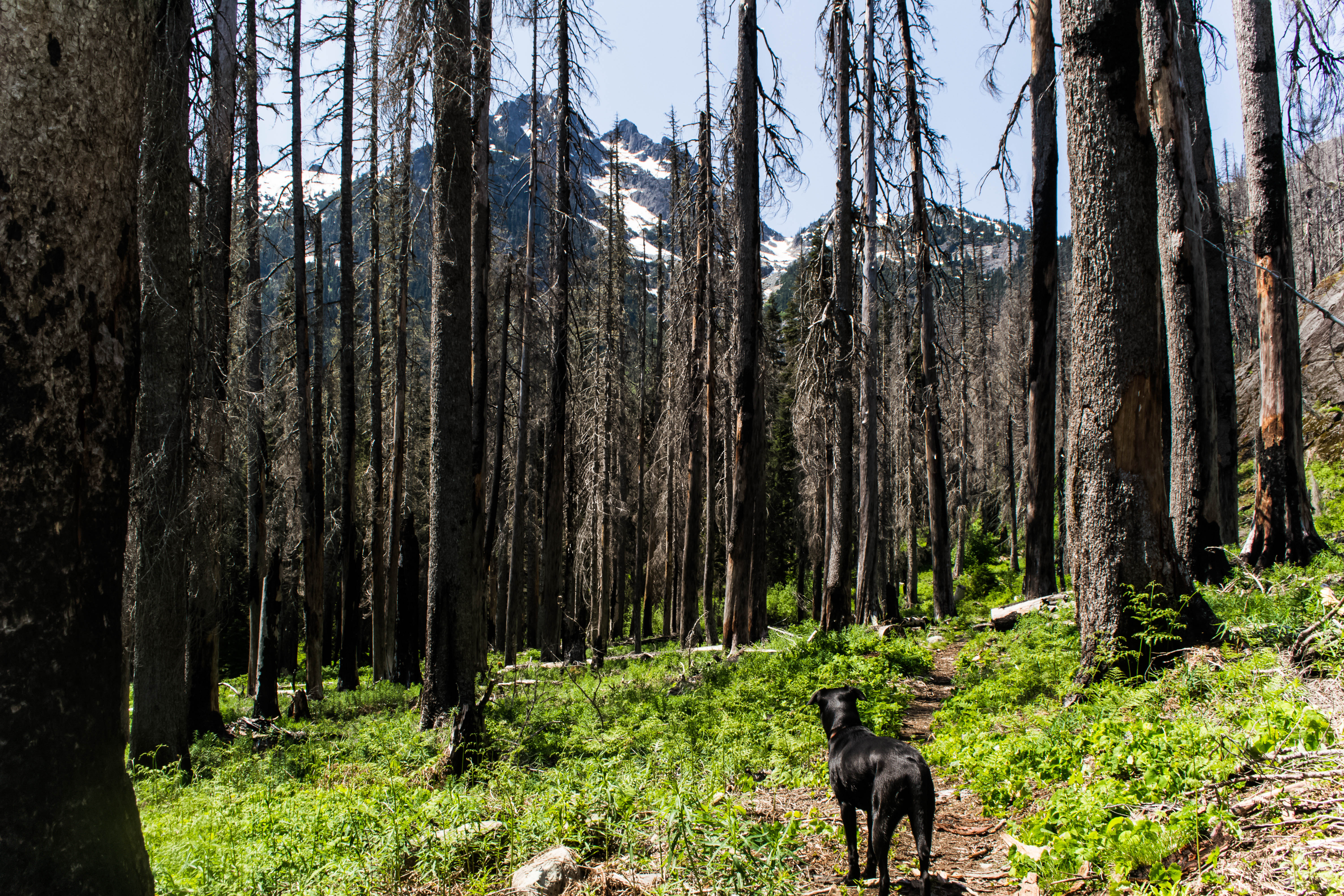 Spectacle Lake via Pete Lake Trail