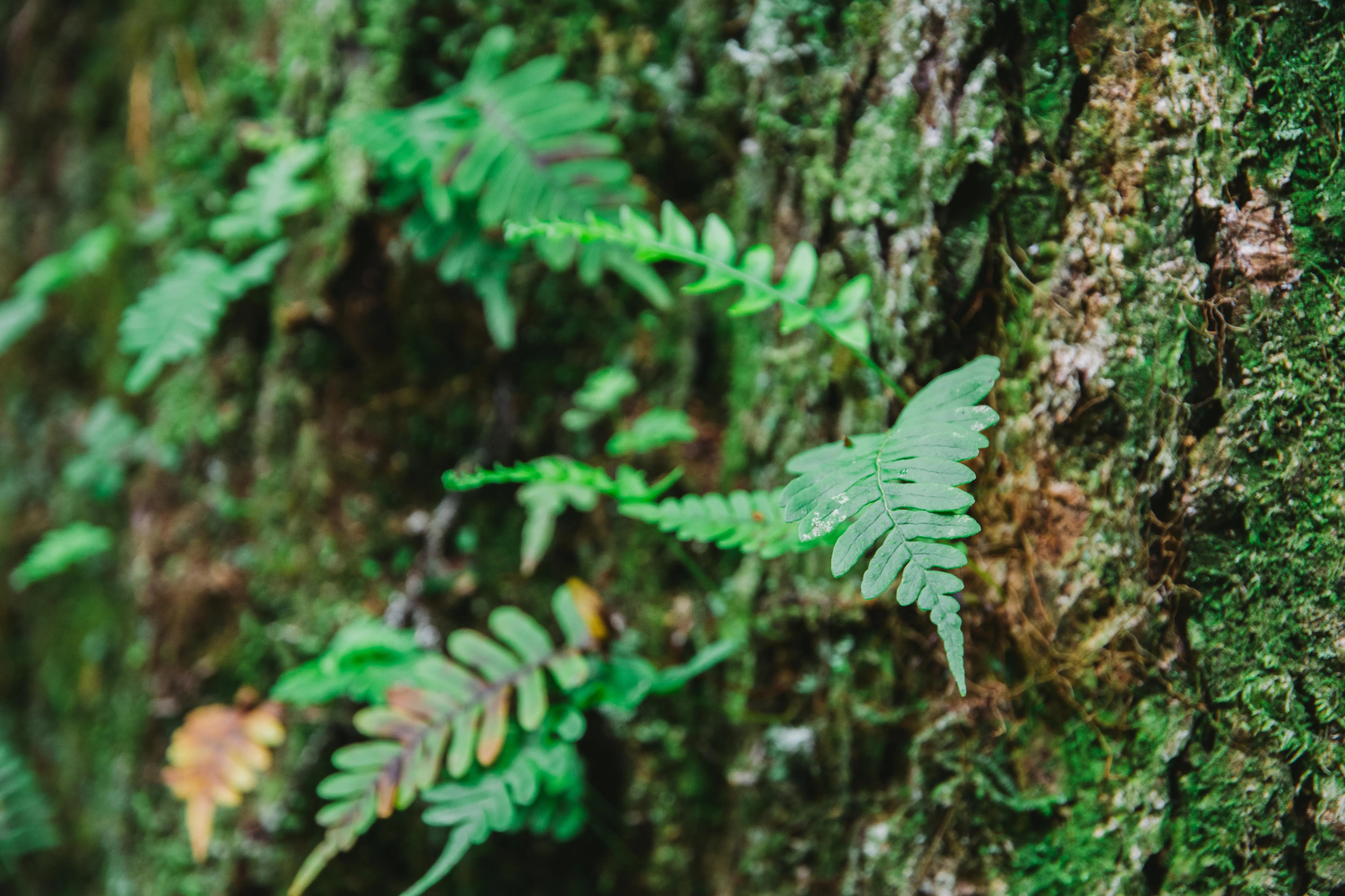 Hike to the Ramsey Cascades