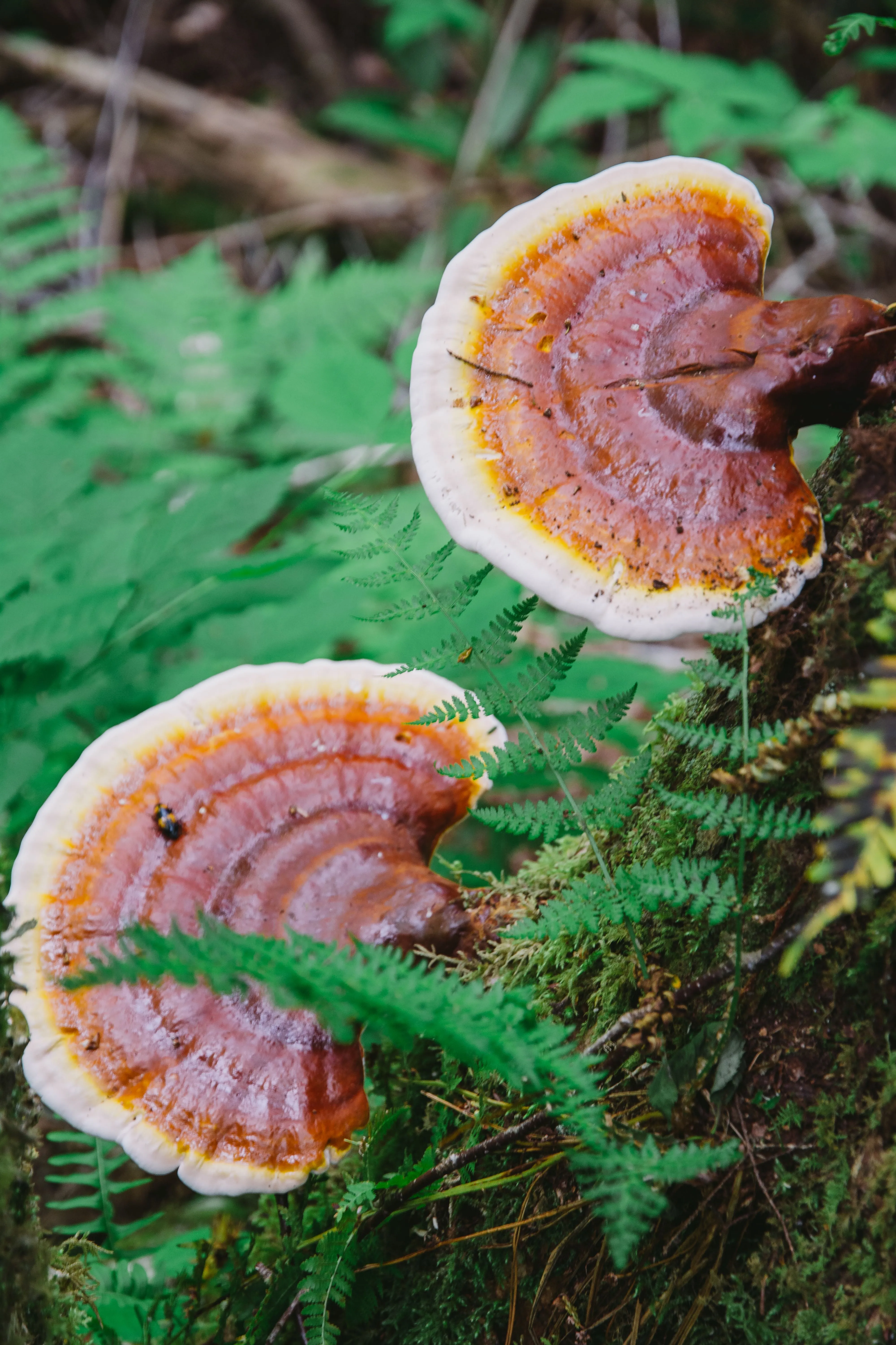 Hike to the Ramsey Cascades