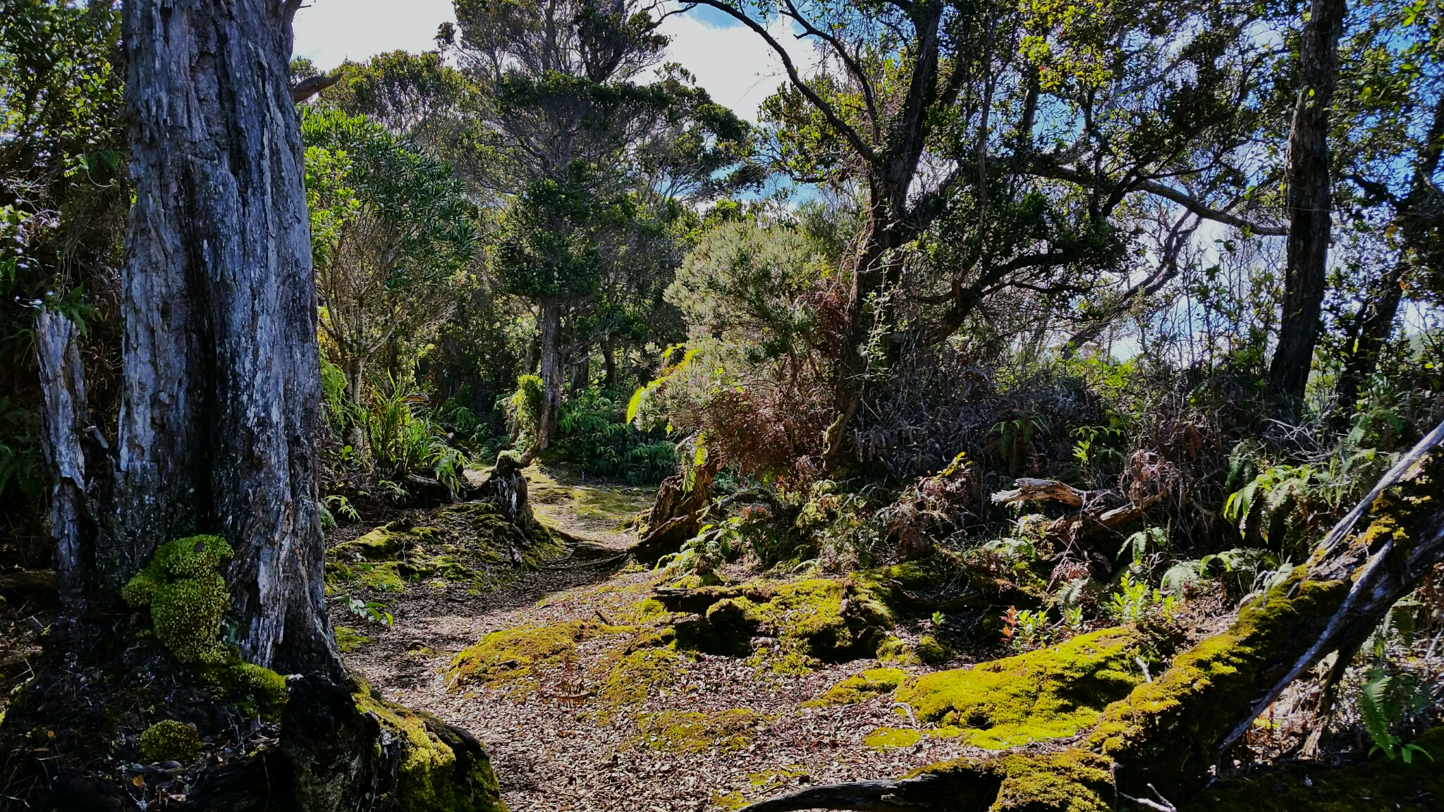 Hike Kawaikoi Stream