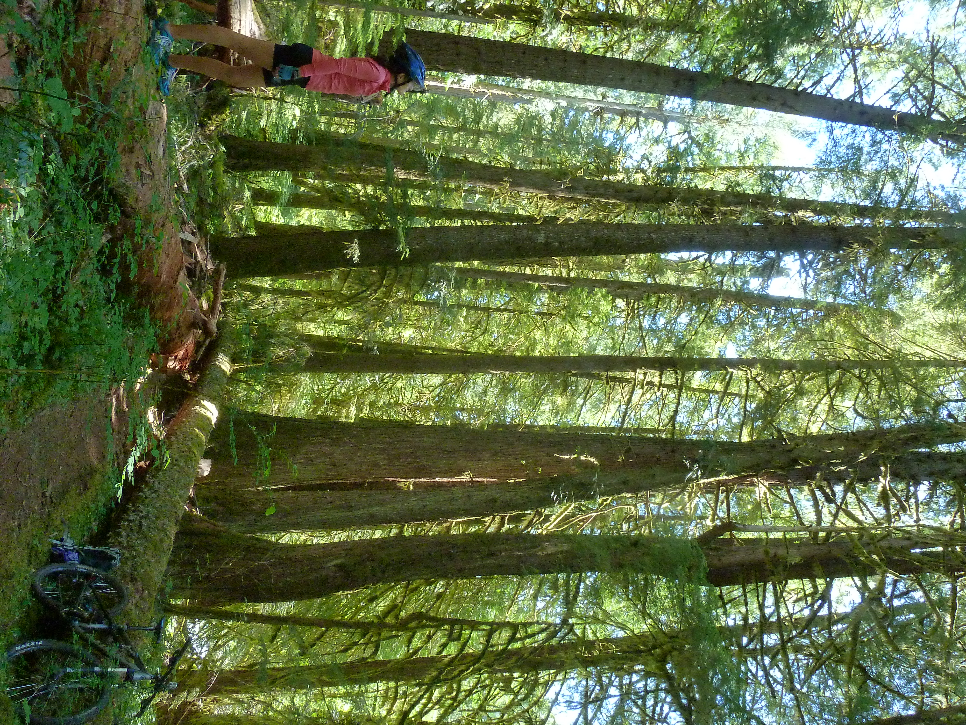 McKenzie River Trail