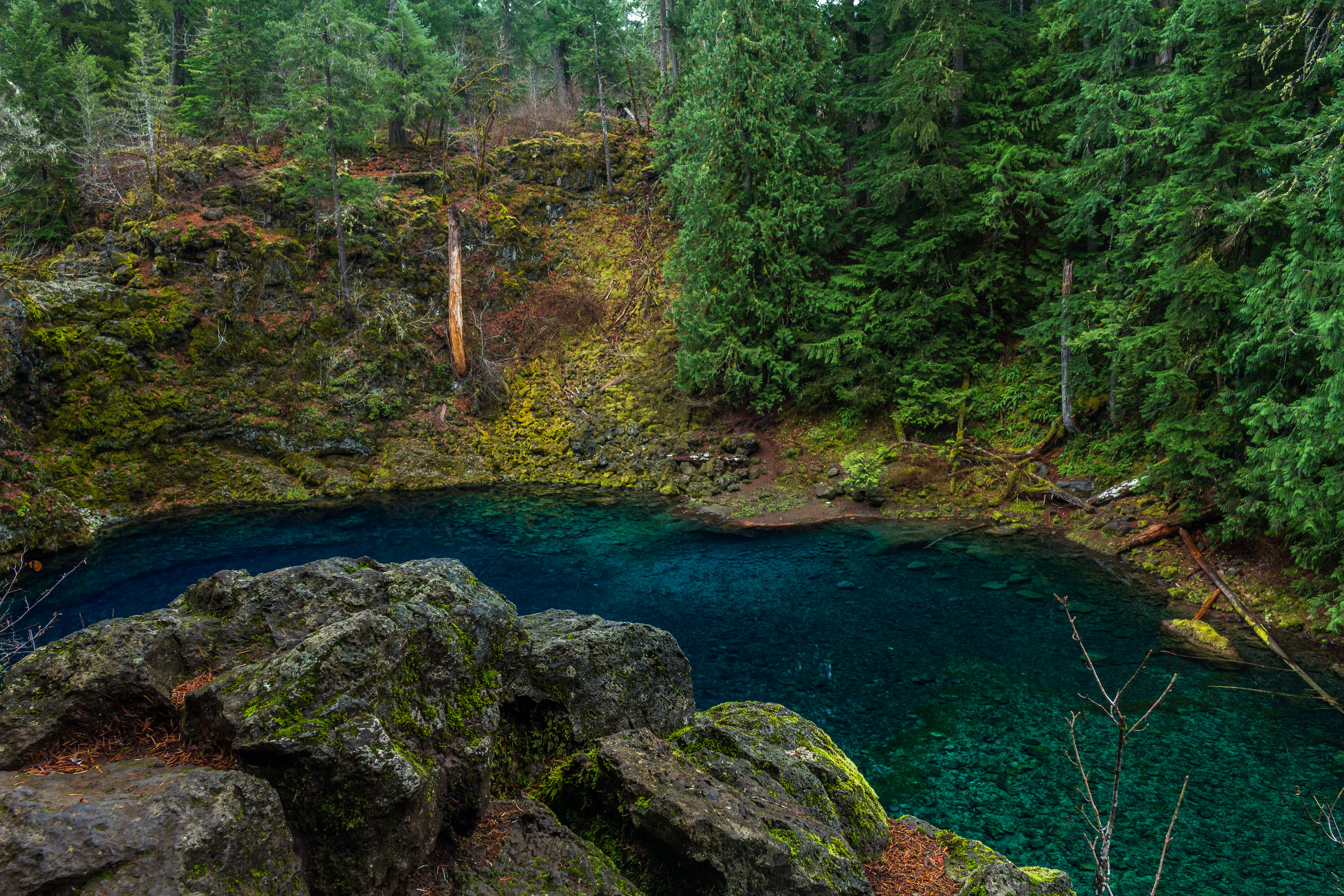 McKenzie River Trail