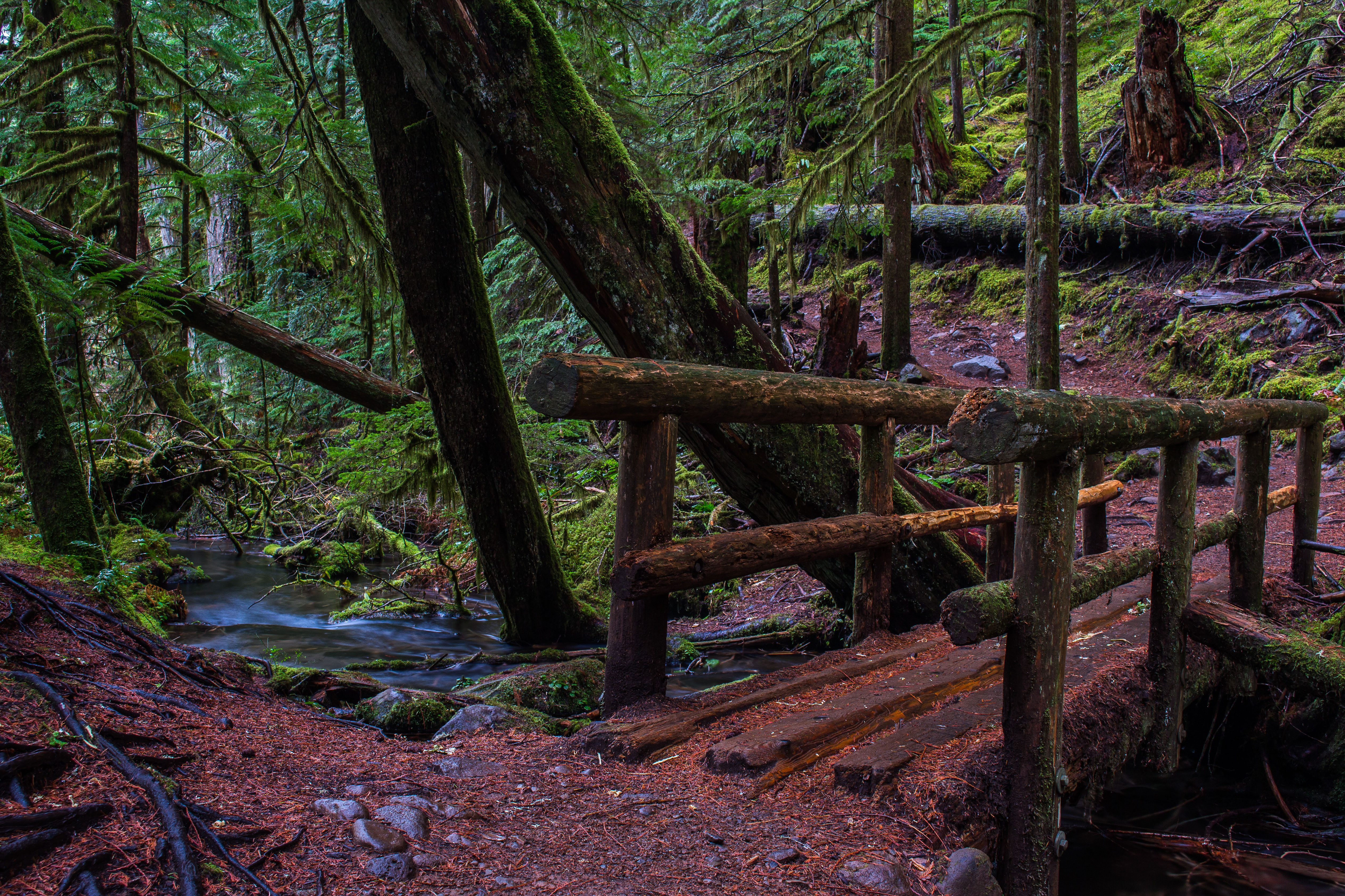 McKenzie River Trail