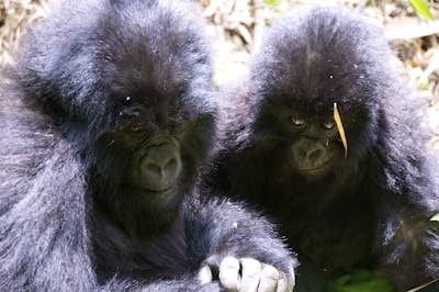 Hike with Gorillas in the Virunga Mountains