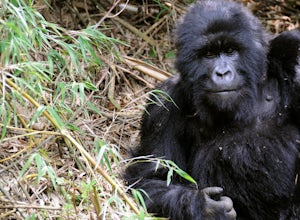 Hike with Gorillas in the Virunga Mountains