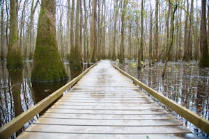 Stroll the Boardwalk Loop at Congaree National Park