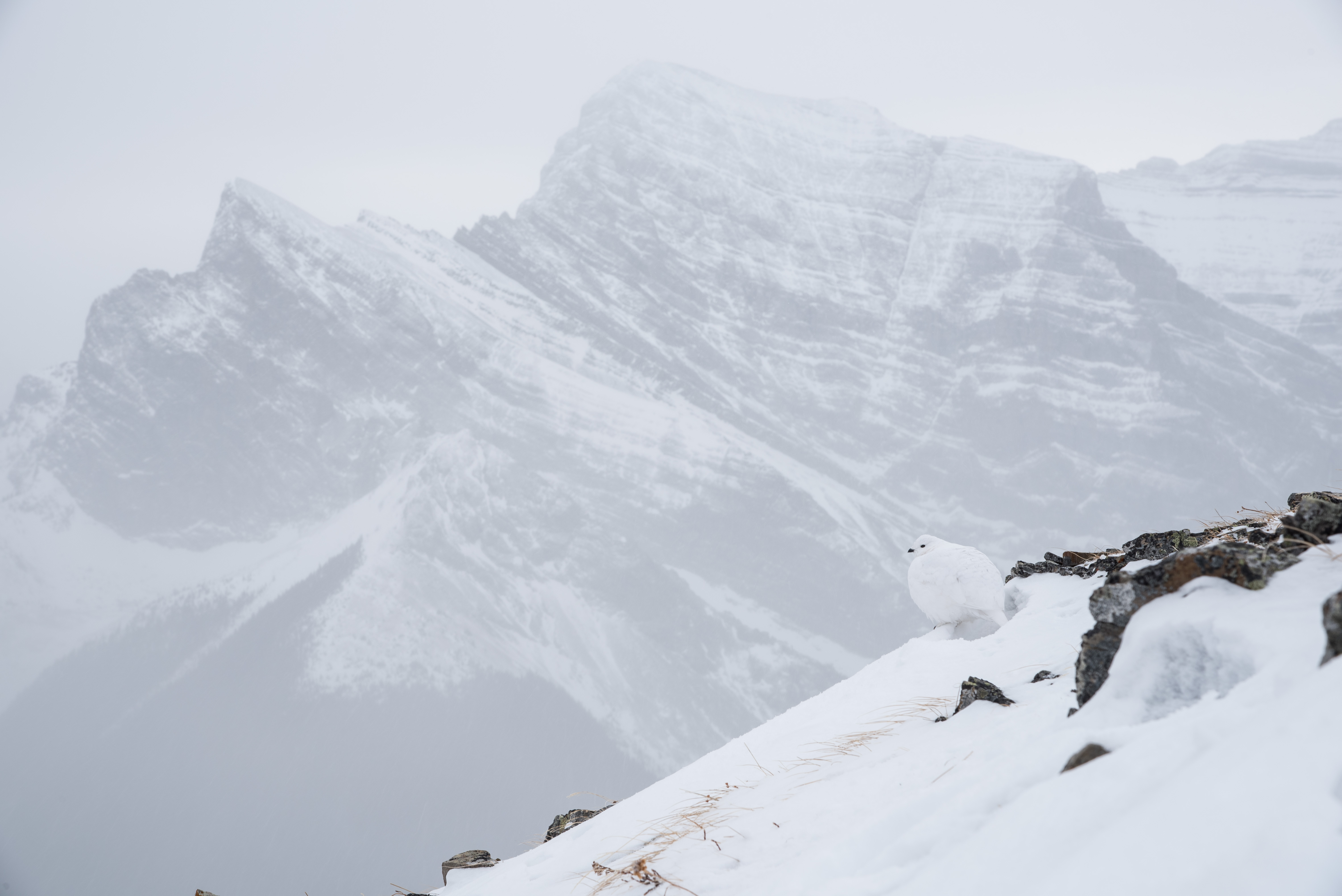 Winter Climb Mount Allan