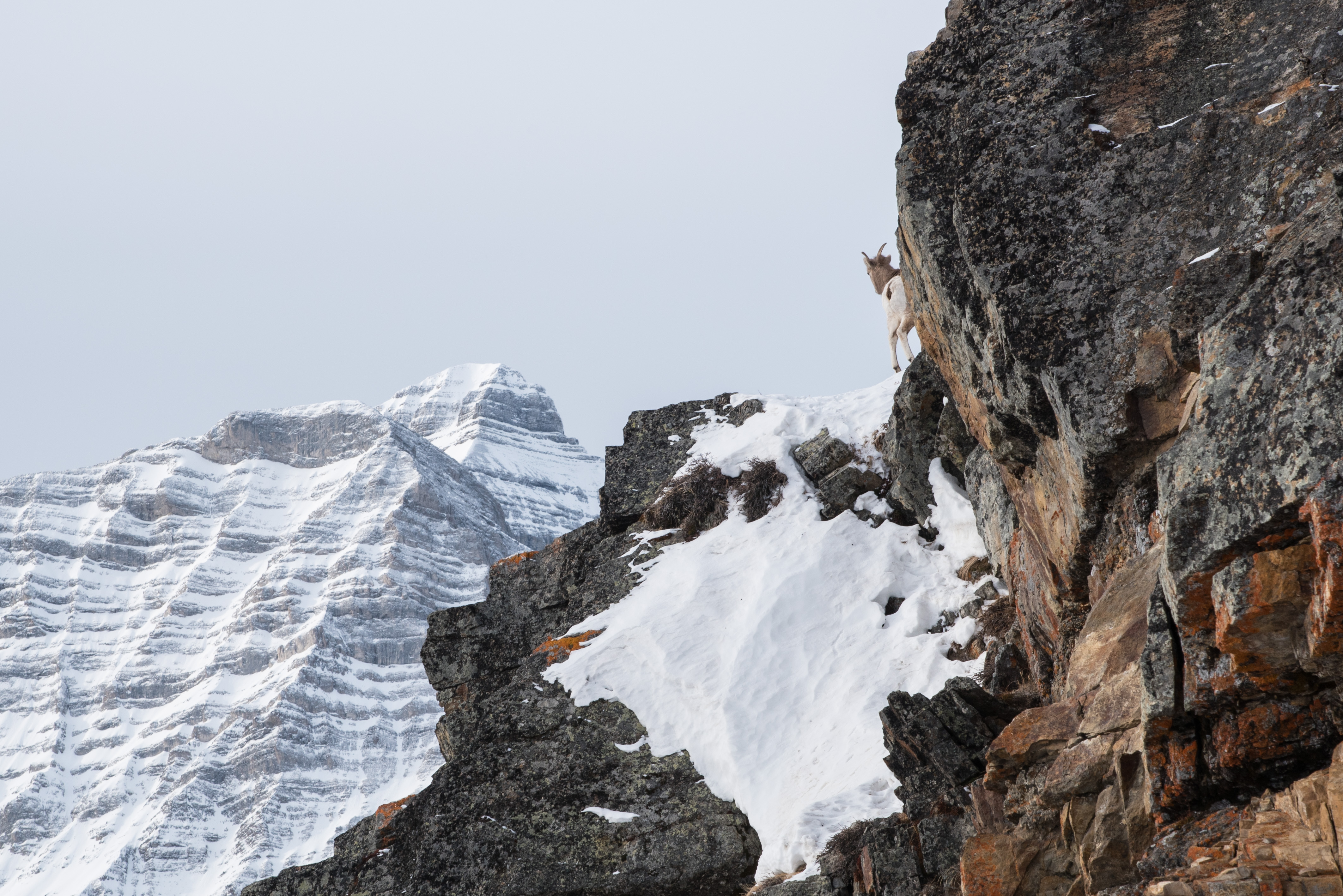 Winter Climb Mount Allan