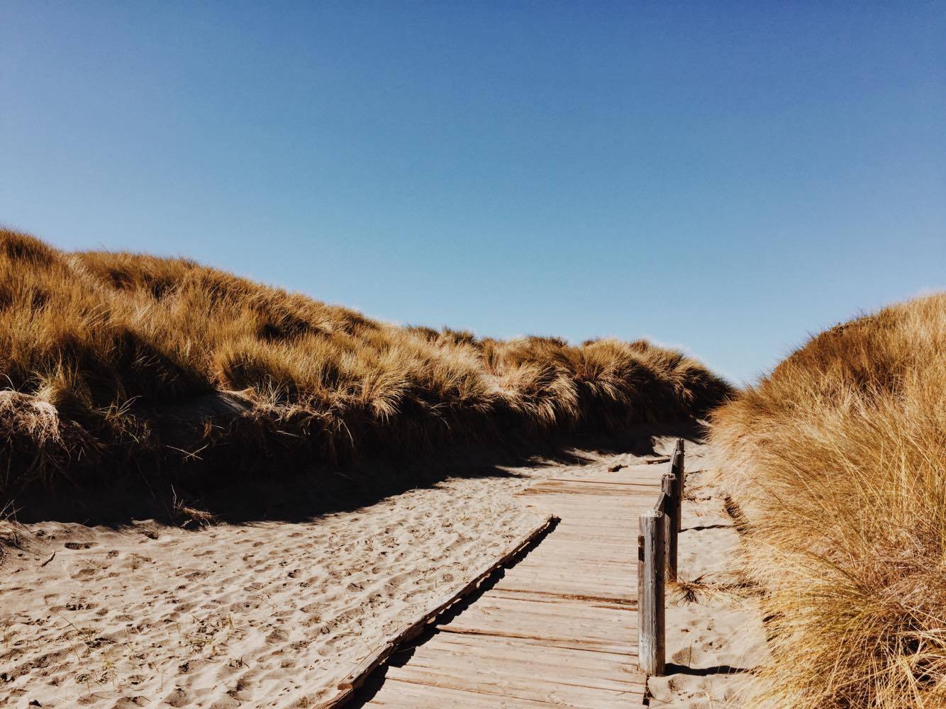 Camp at Bodega Dunes Campground