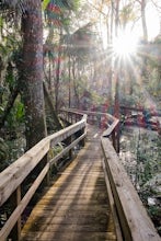 Hike the Ancient Hammock Trail