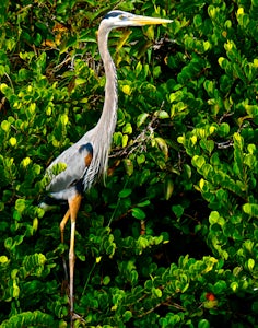 Anhinga Trail