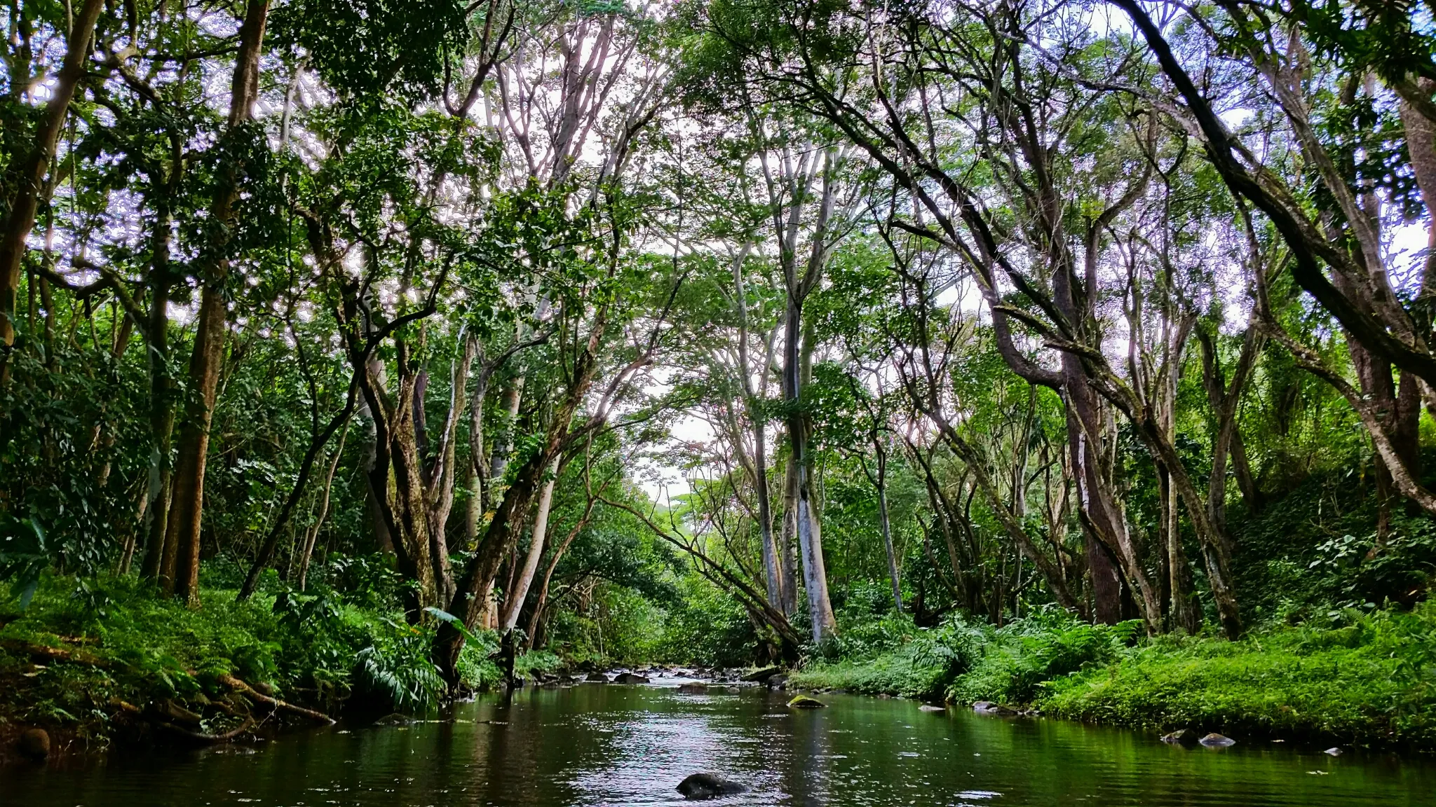 Hike to Ho'opi'i Falls 
