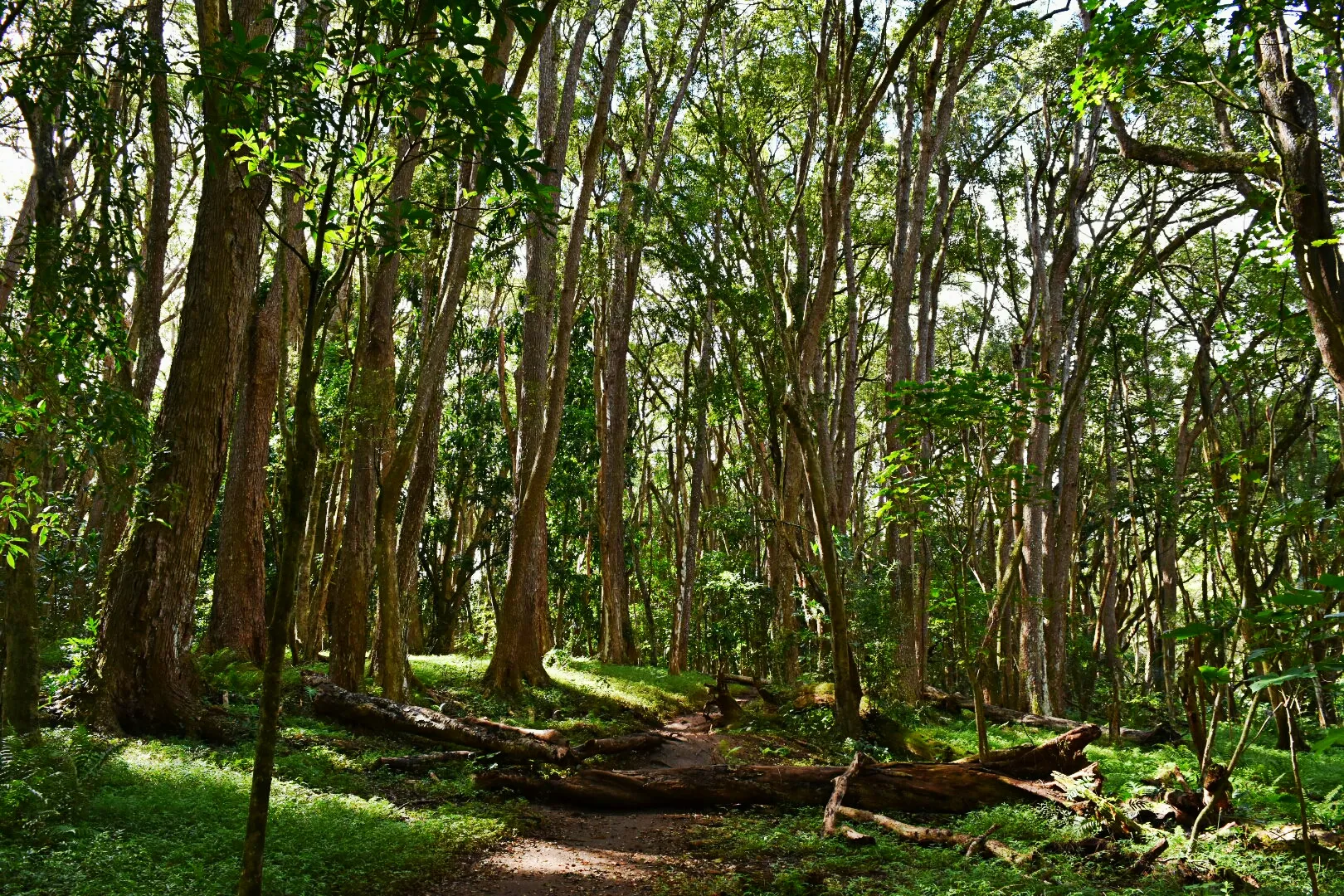 Hike to Ho'opi'i Falls 