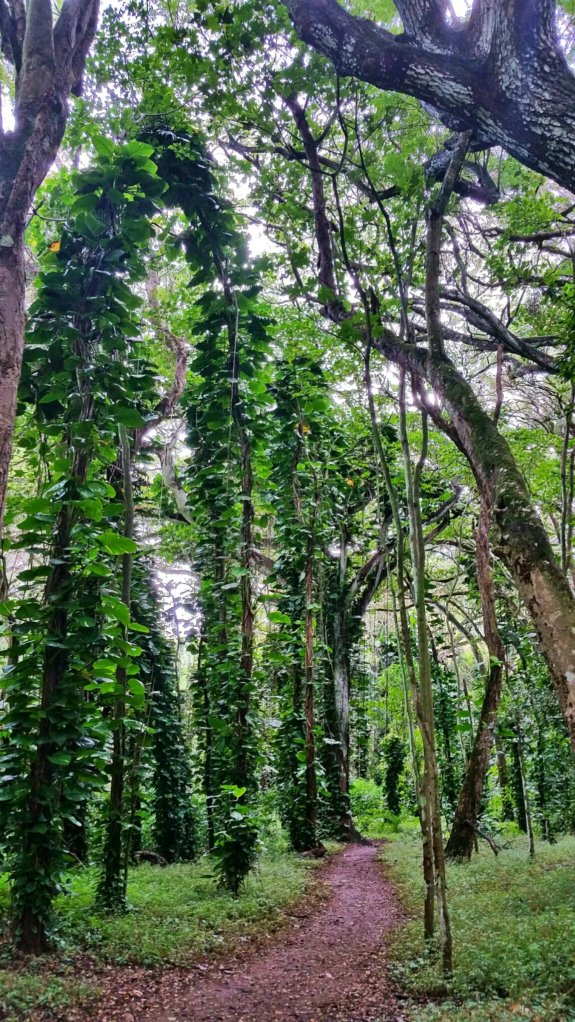 Hike to Ho'opi'i Falls 