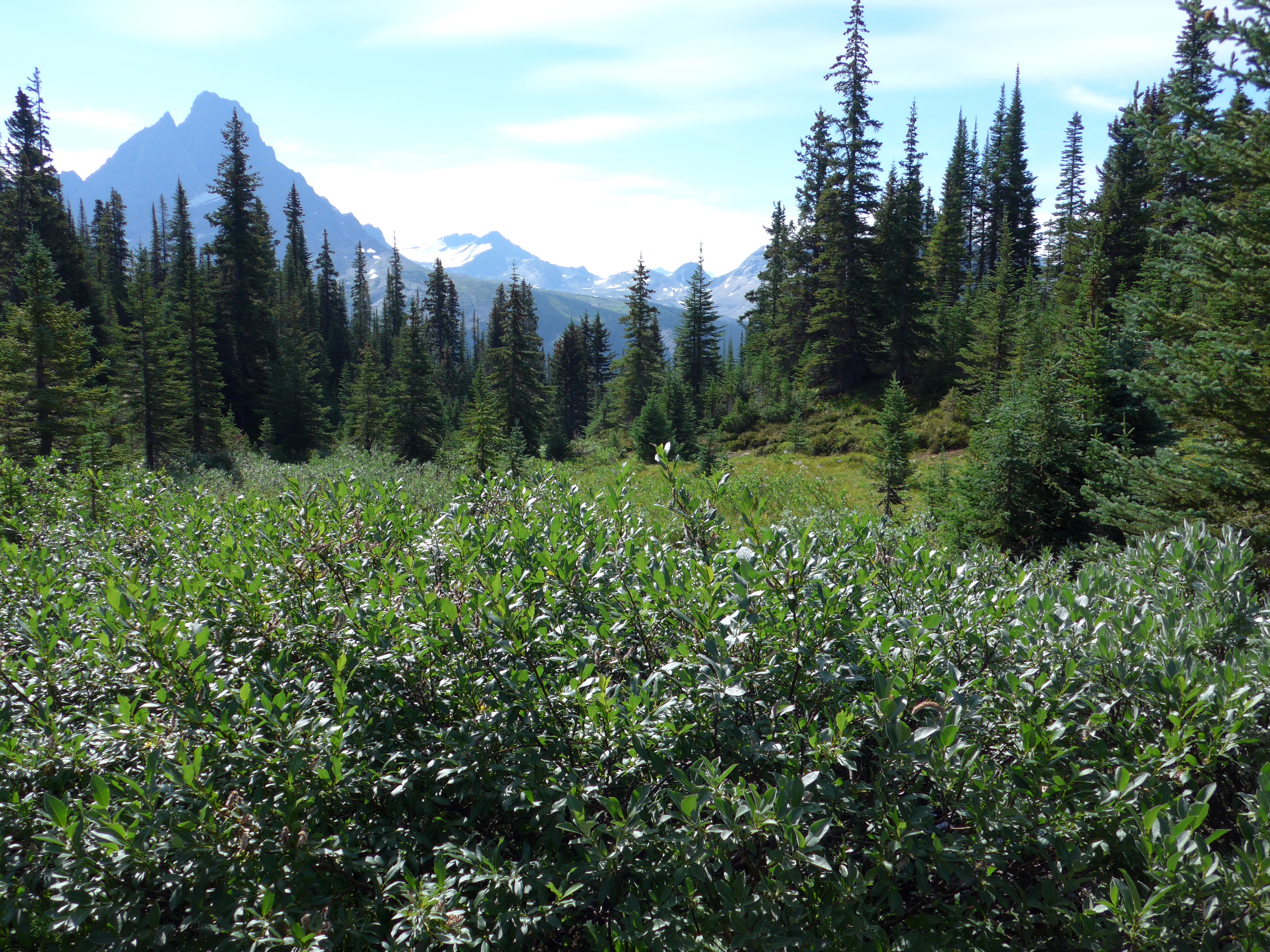 Backpack the Tonquin Valley