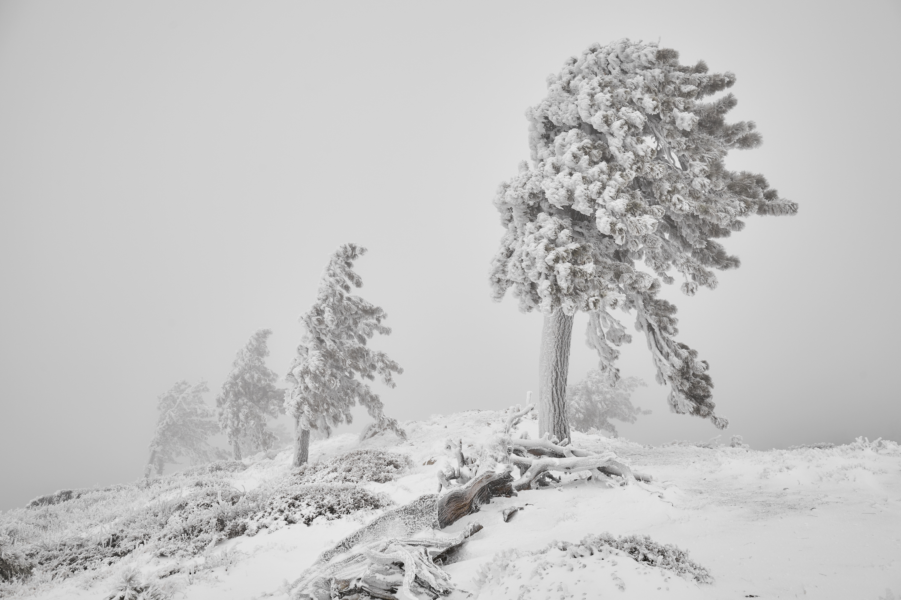 Snow Hike Lightning Ridge