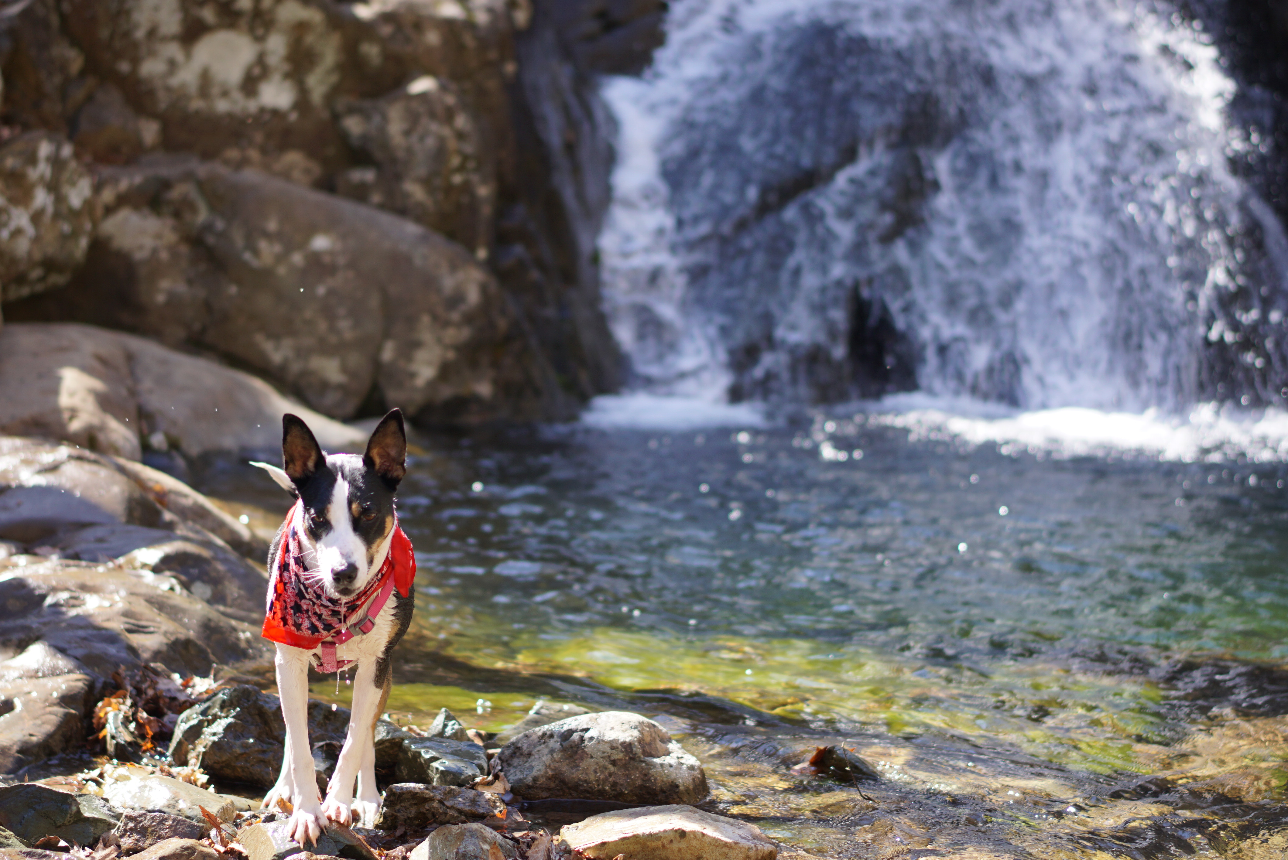 Rose River Falls Loop