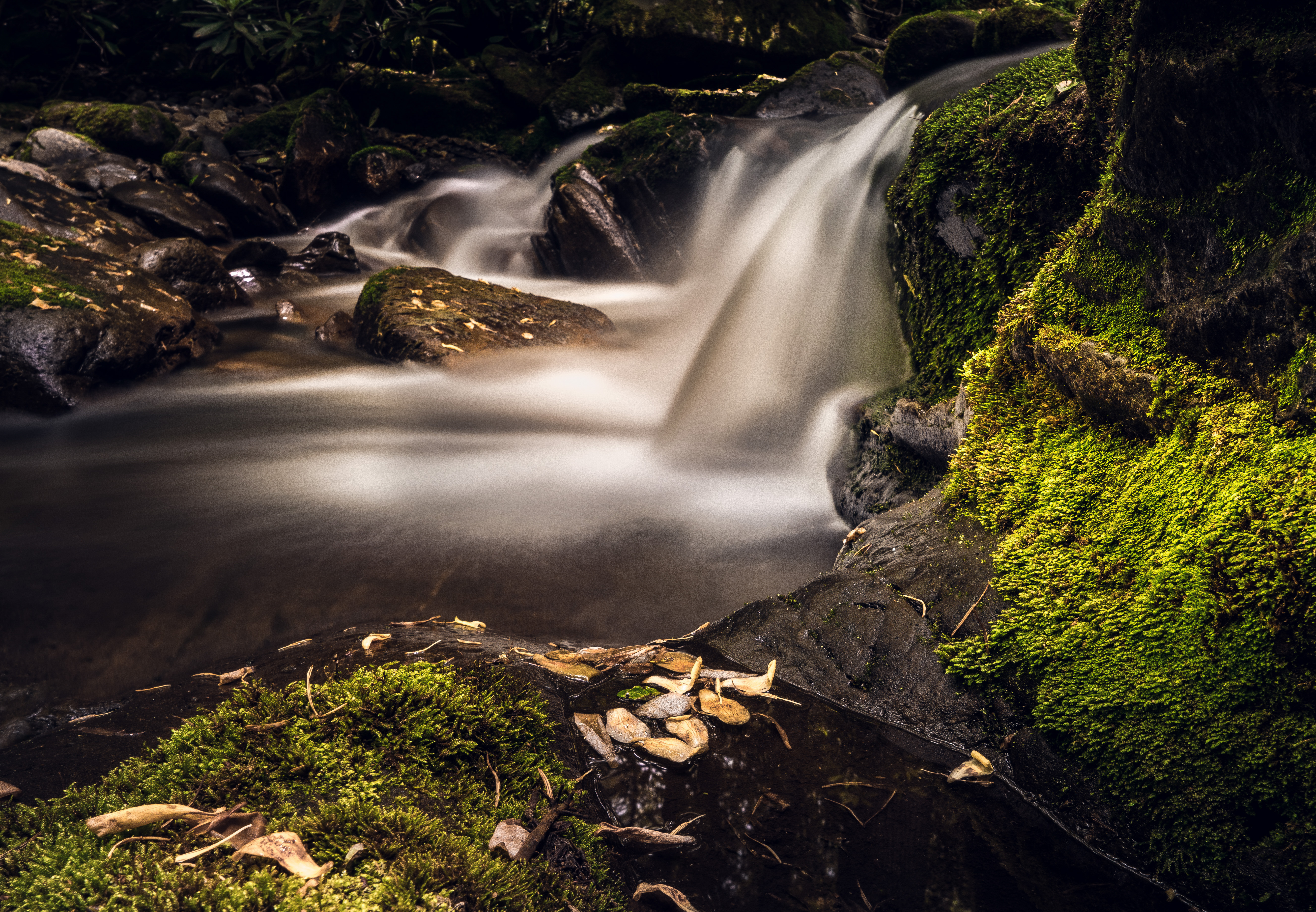 Little River Trail to Backcountry Campsite #30