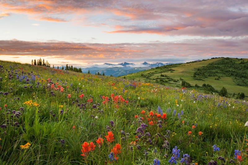 Photo of Hike through Wildflowers on Shrine Ridge