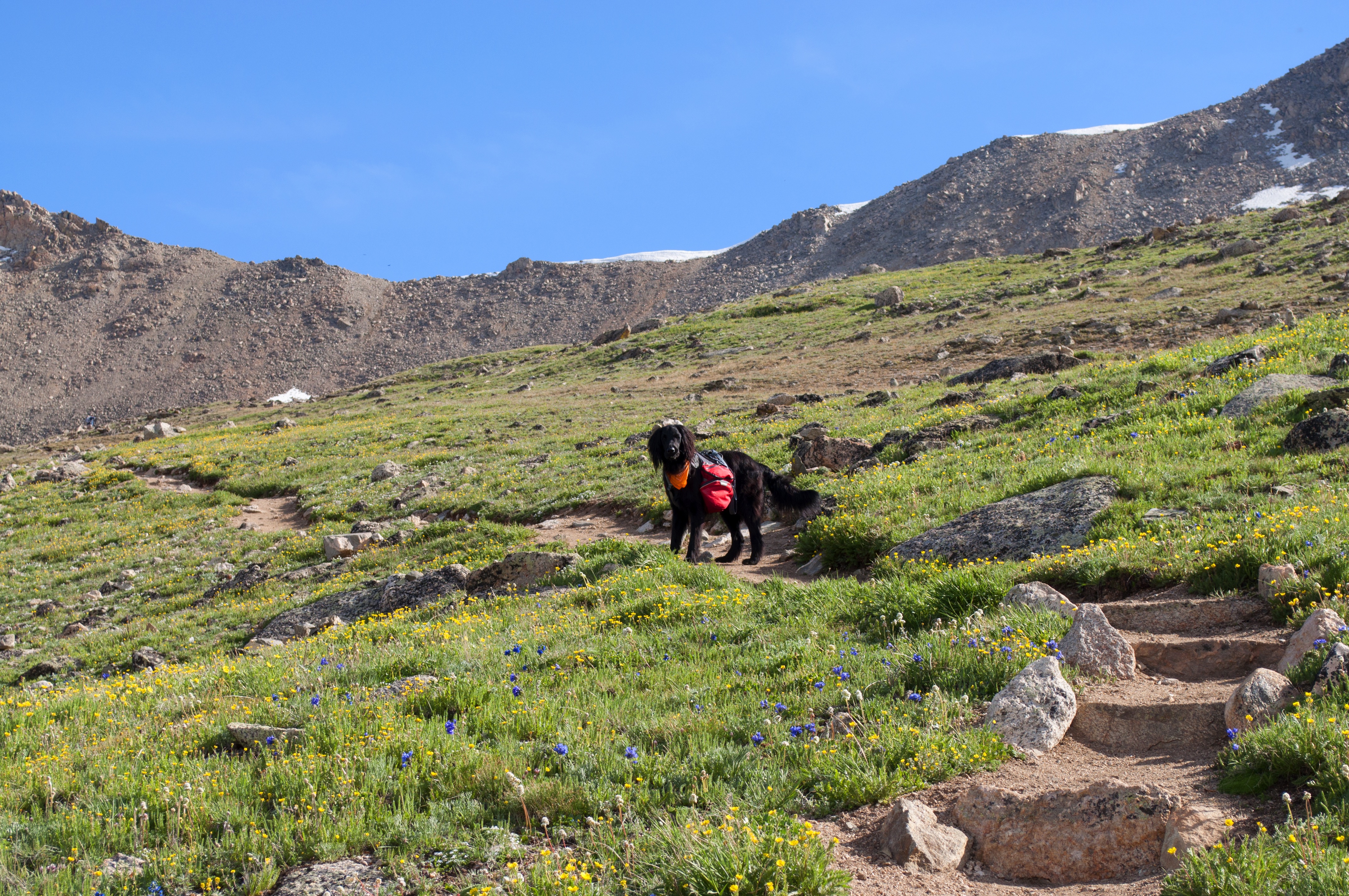 Summit Mt. Yale 