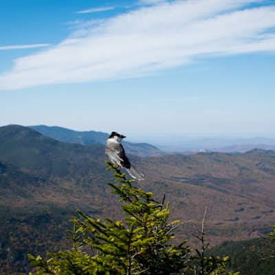 Hike to the Summits of Mt. Jackson and Mt. Pierce