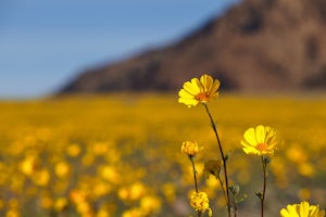 Photograph Death Valley's Wildflower Bloom