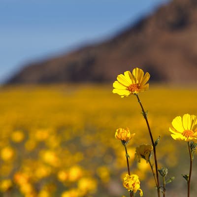 Photograph Death Valley's Wildflower Bloom