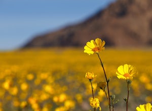 Photograph Death Valley's Wildflower Bloom