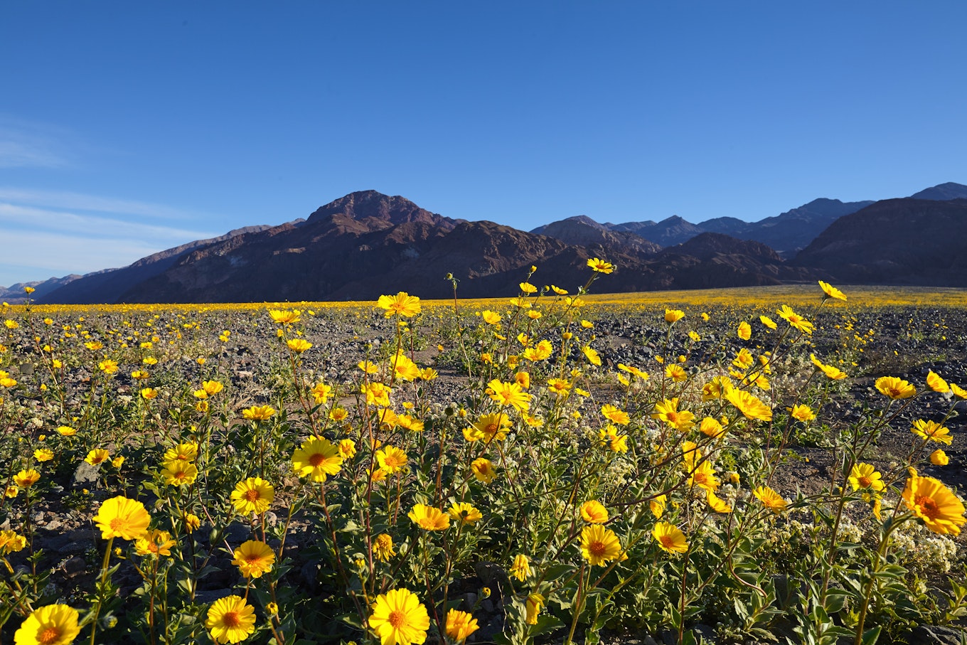 You Need To Go To Death Valley For The Super Bloom