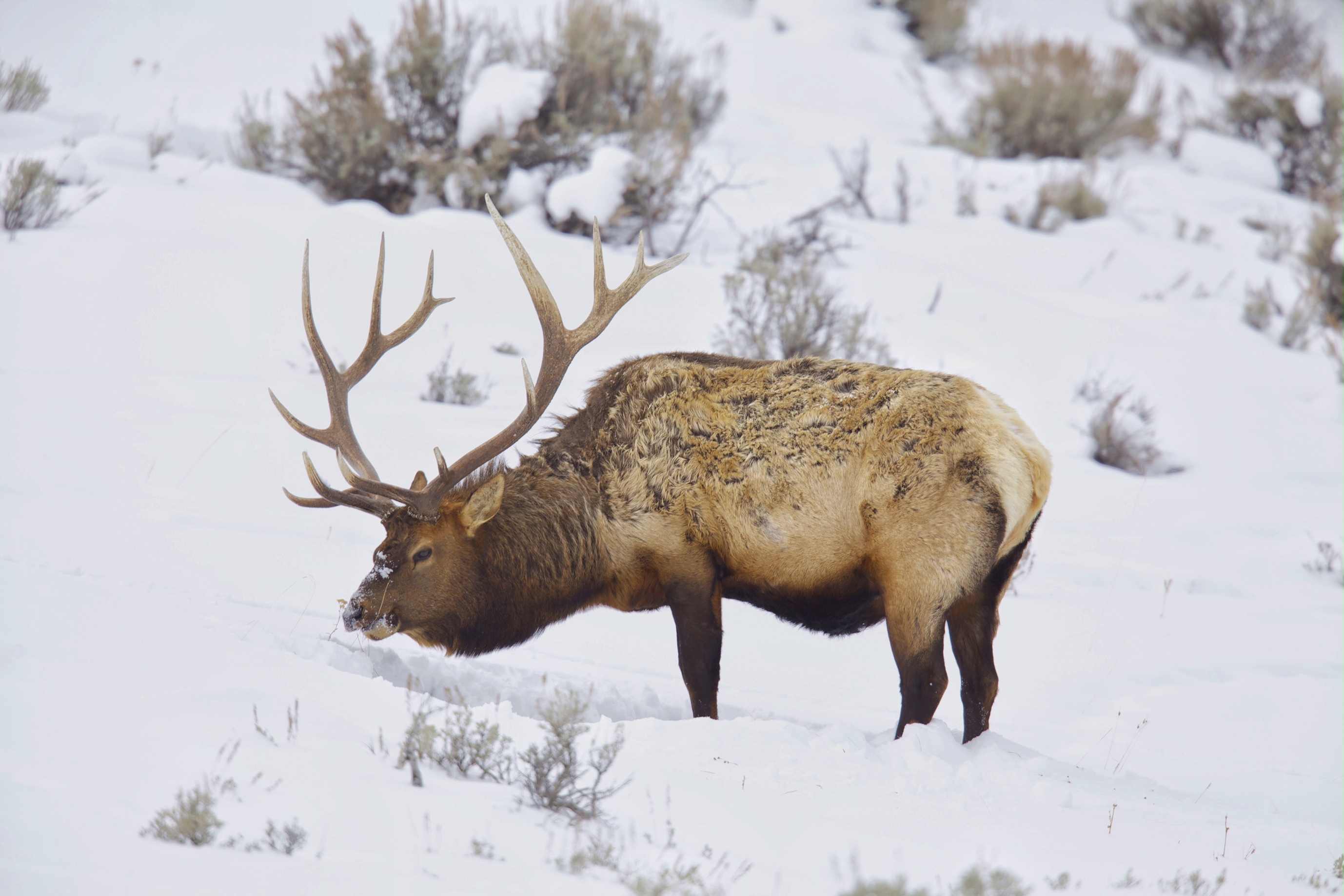 Photograph Wildlife in Lamar Valley