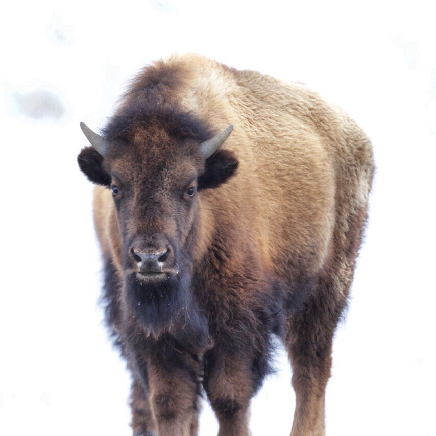 Photograph Wildlife in Lamar Valley