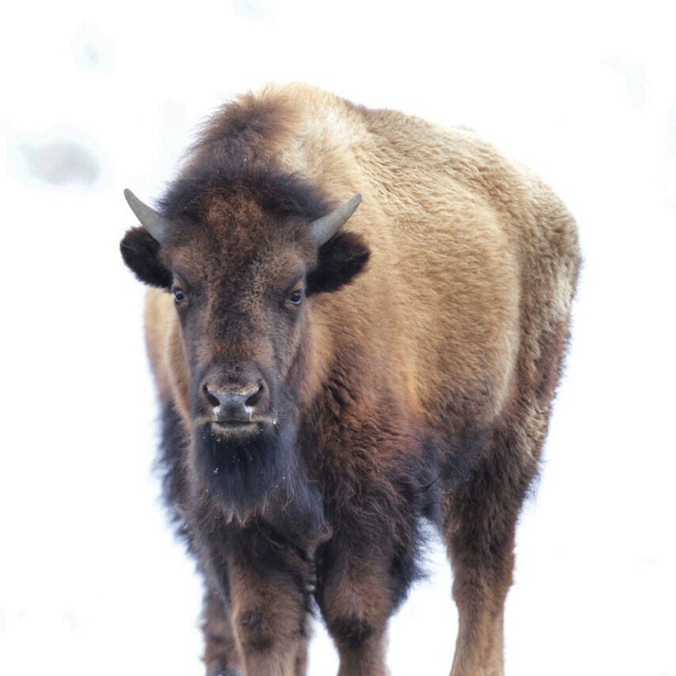 National Park Spotlight: 20 Beautiful Photos From Yellowstone National Park