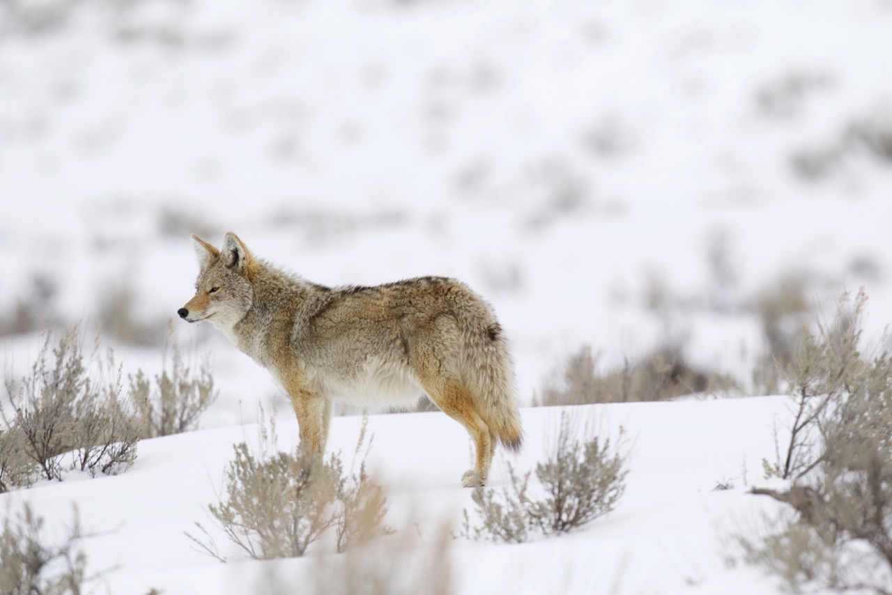 Photograph Wildlife in Lamar Valley