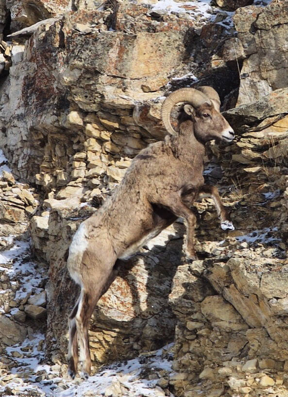 Photograph Wildlife in Lamar Valley