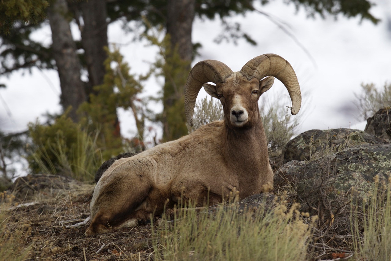 Photograph Wildlife in Lamar Valley