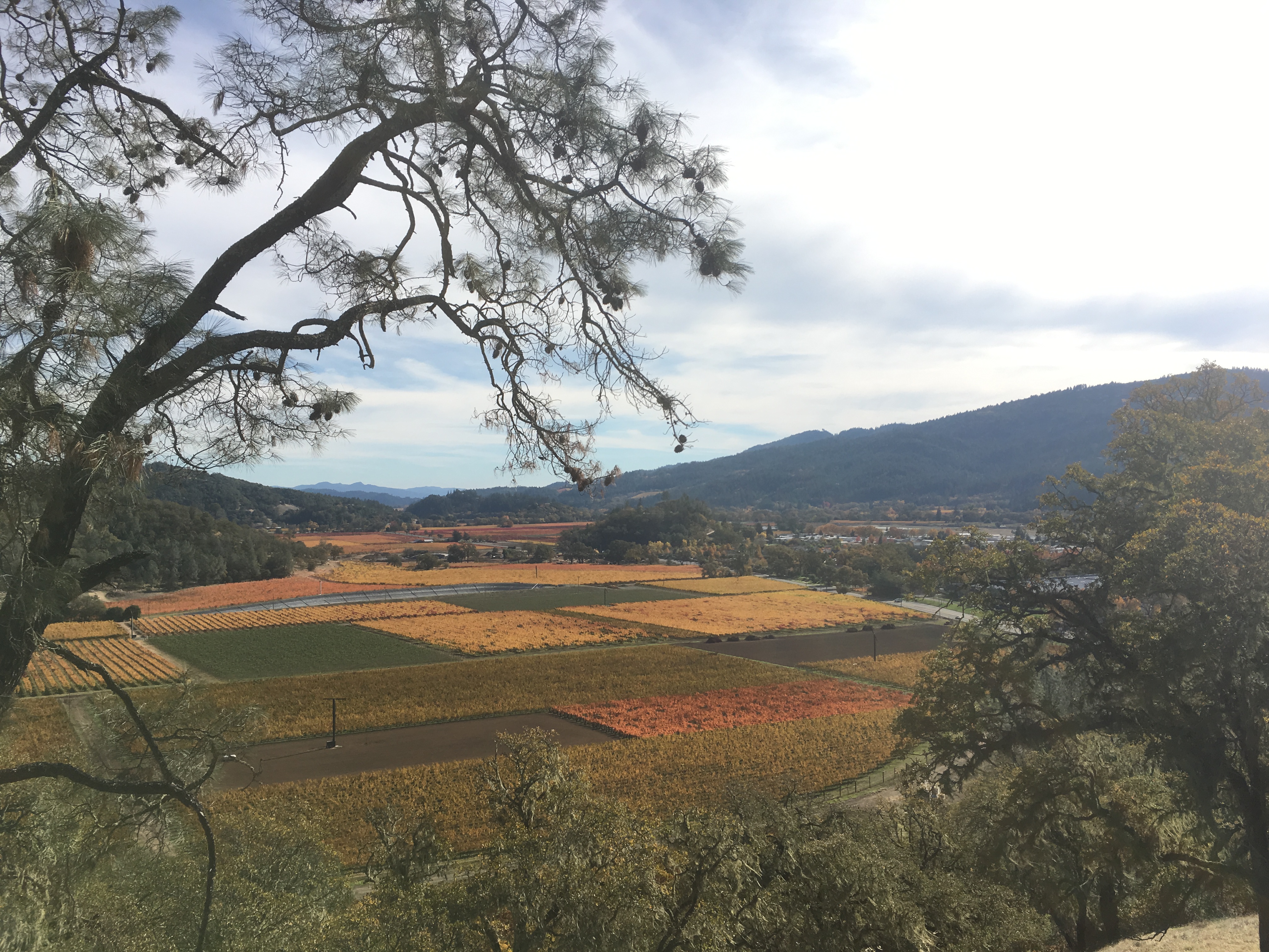 Hike the Oat Hill Mine Trail