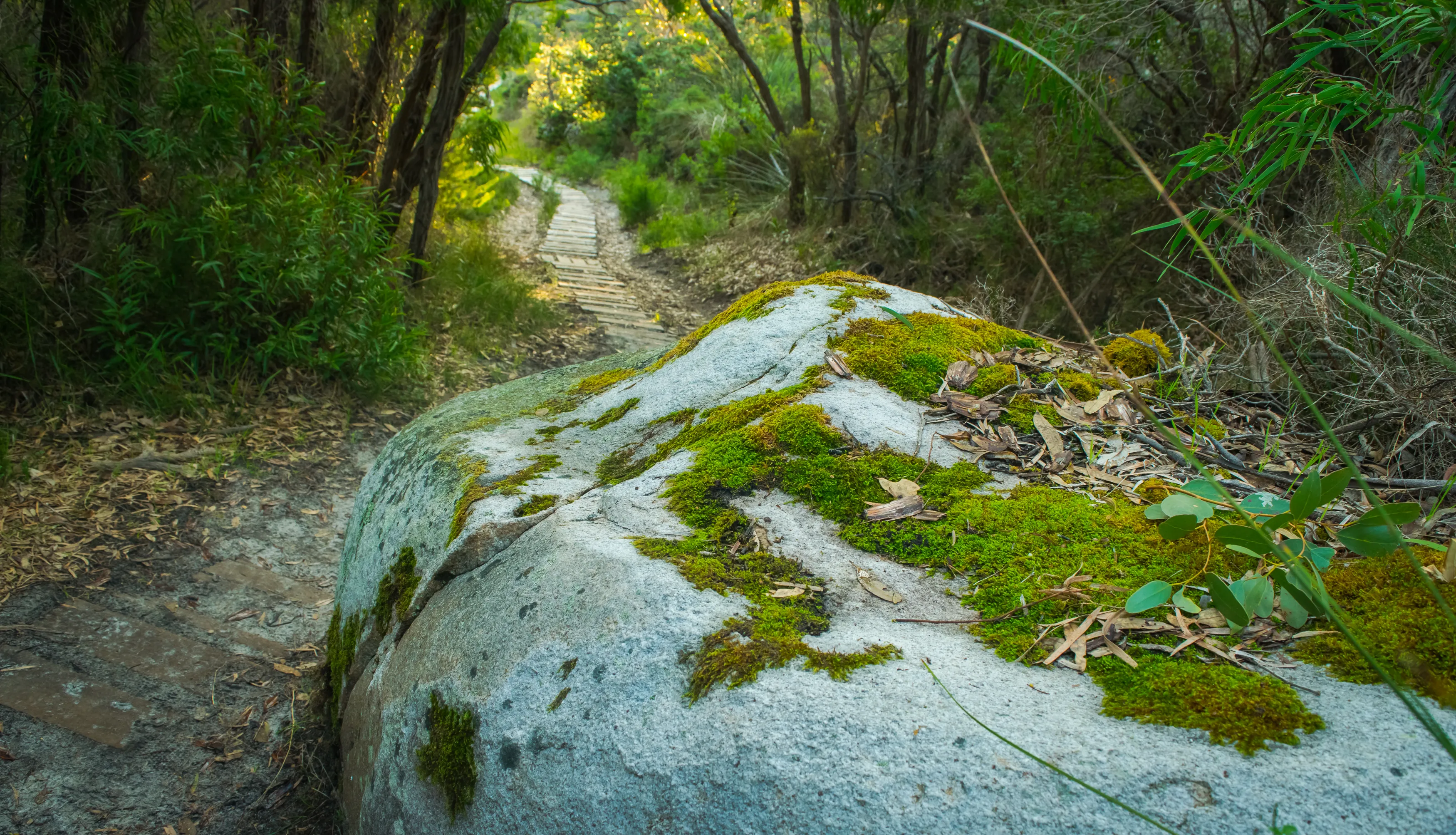 Hike the Bald Head Walk Trail