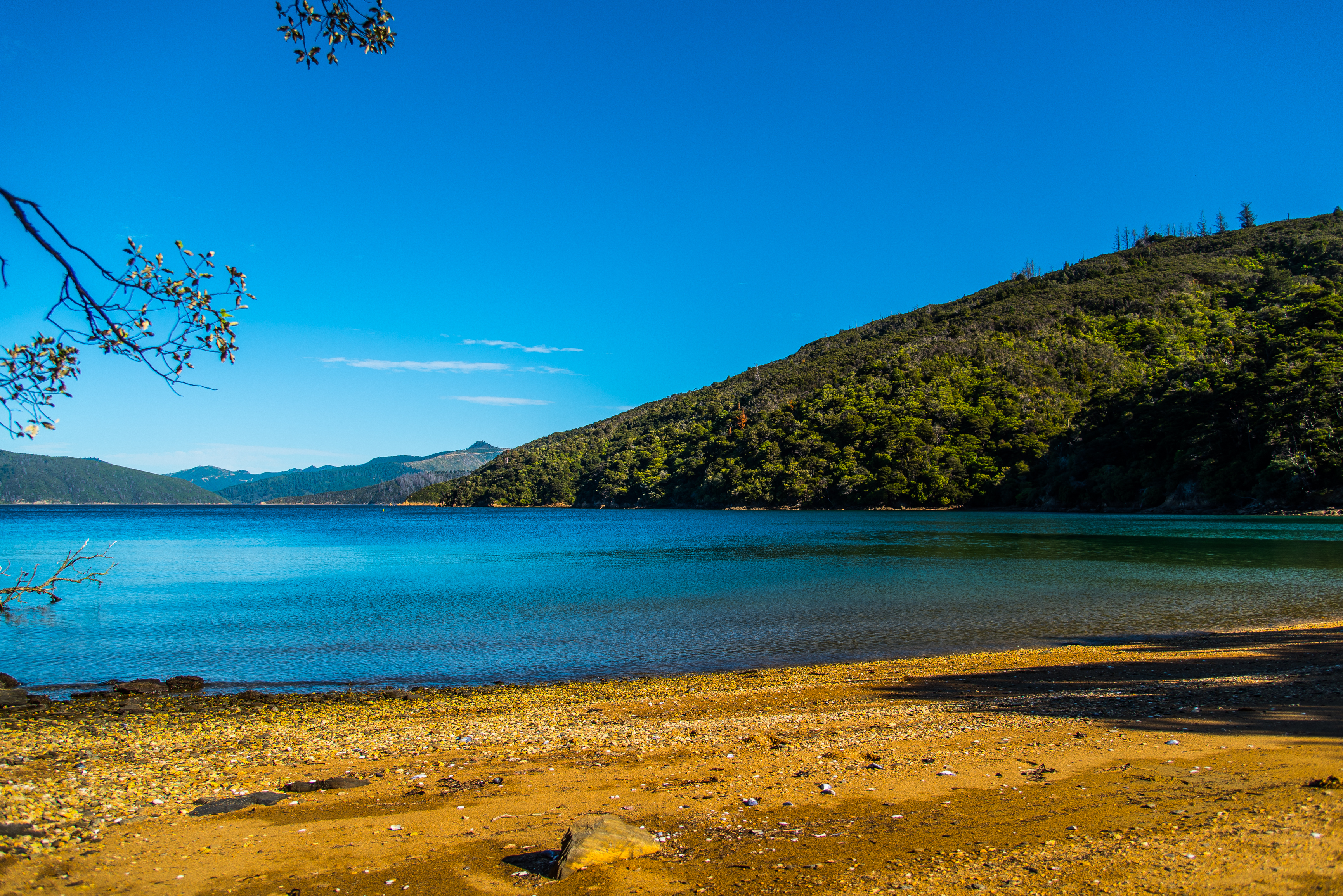 Mountain Bike Punga Cove to Anakiwa