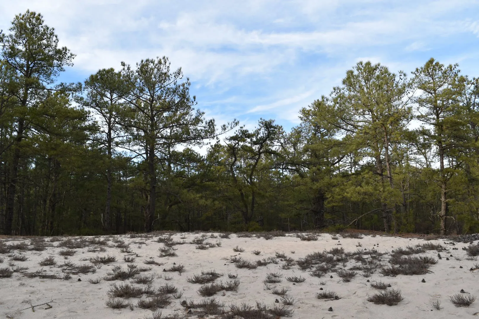 Pinelands Trail