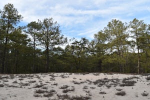 Pinelands Trail