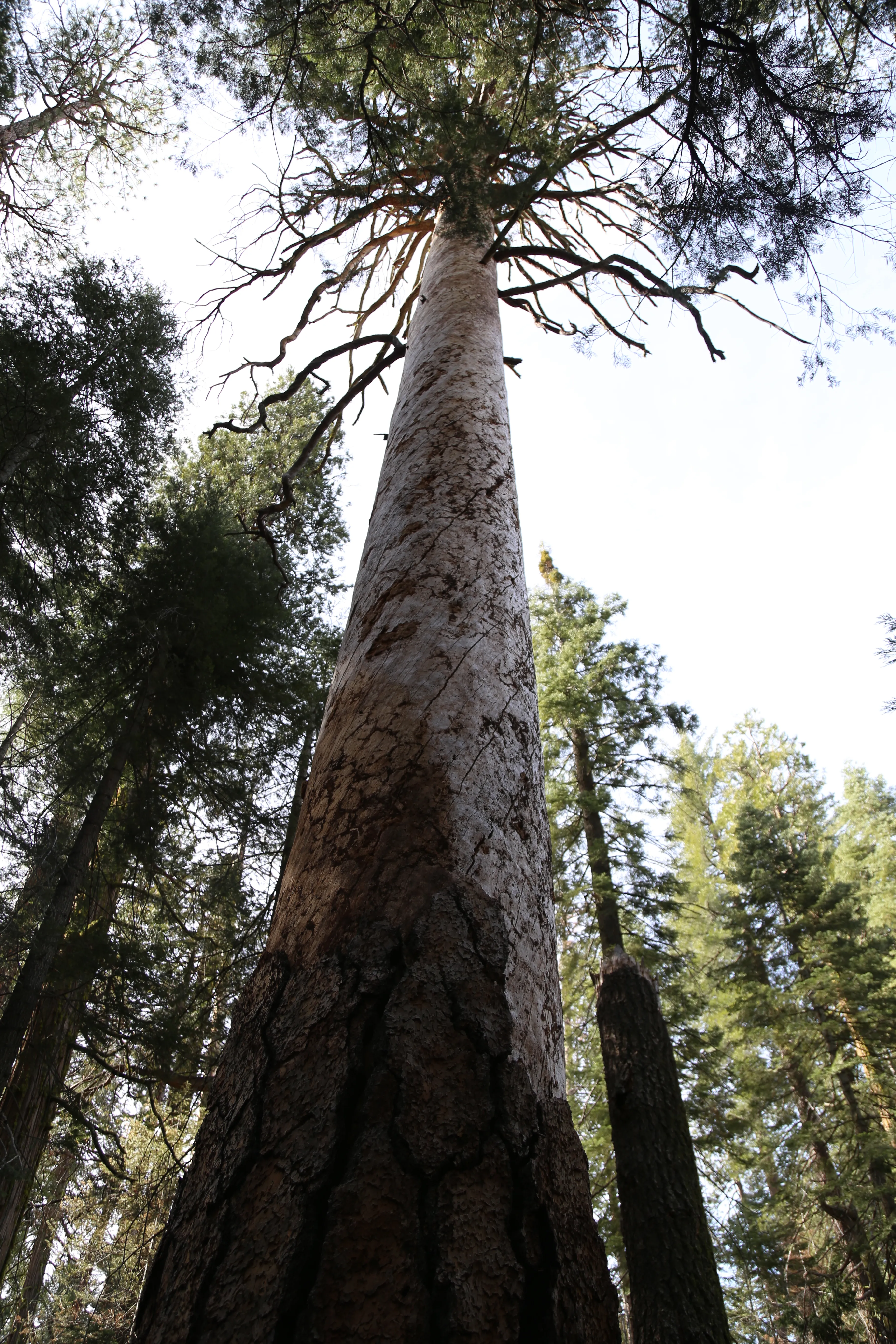 Hike to Alder Creek Falls 
