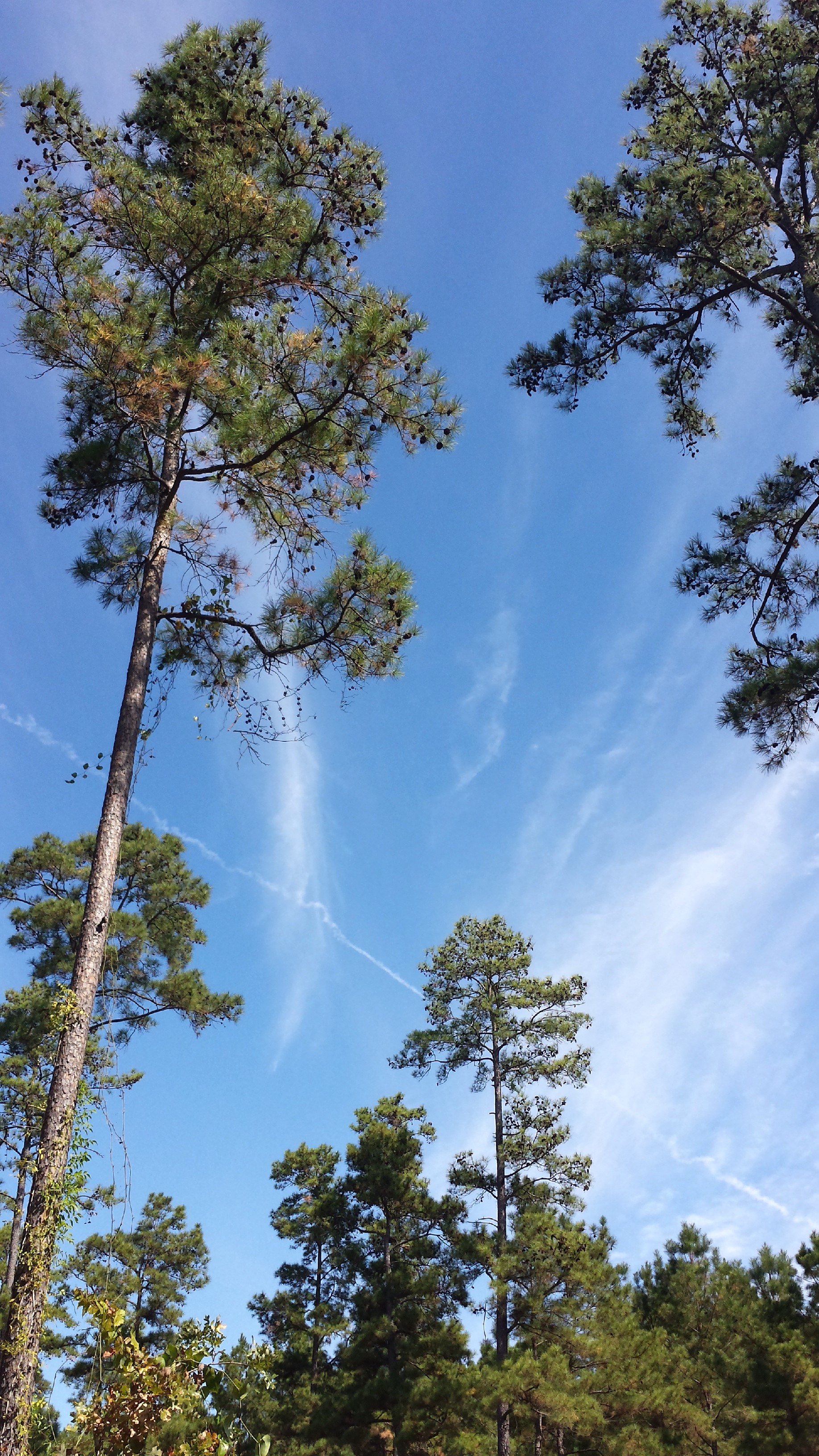 Camp at Kelly's Pond, Sam Houston National Forest